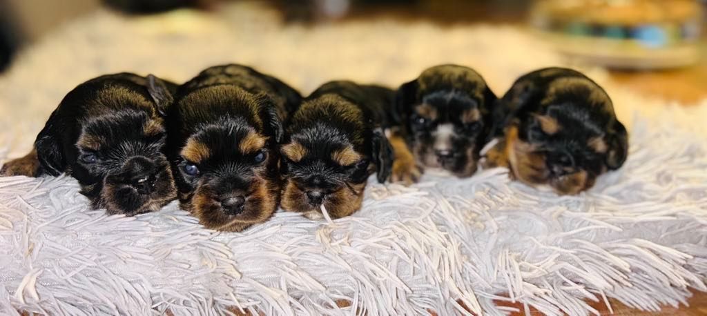 chiot Cavalier King Charles Spaniel du Domaine de la Clarence