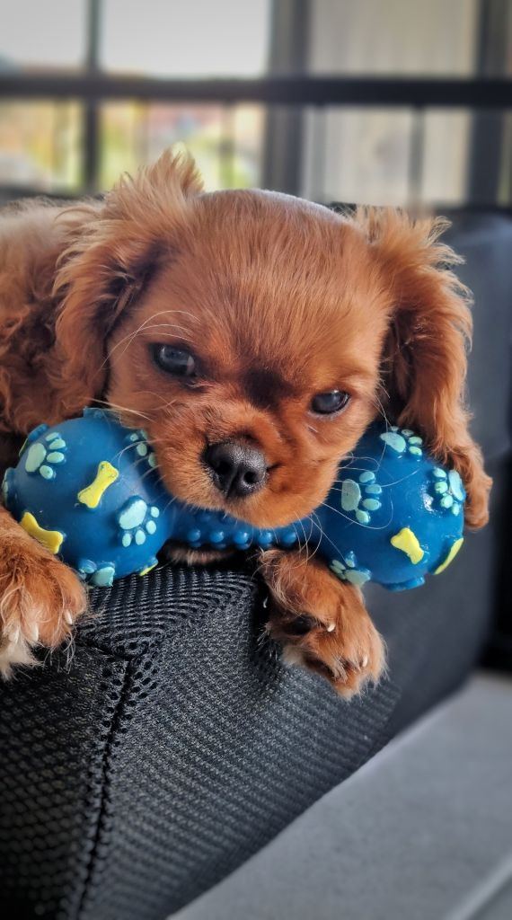 du Domaine de la Clarence - quelques photos de nos bébés Simba